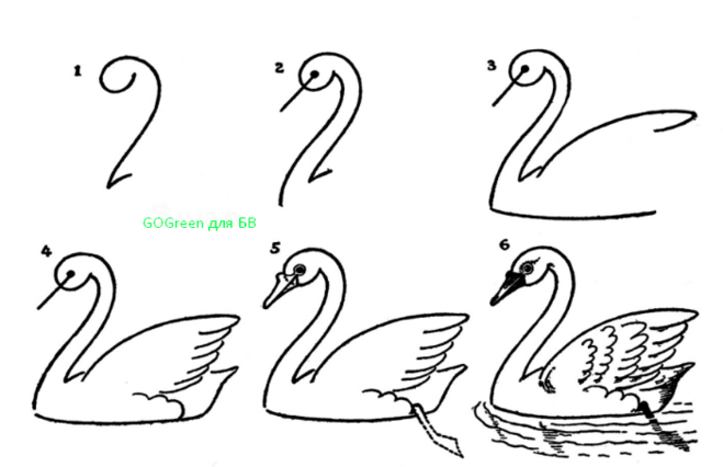 как нарисовать лебедя поэтапно