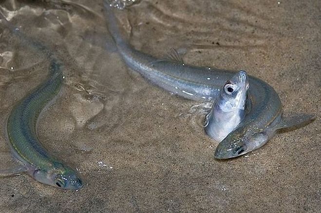 Рыба откладывает икру в песок