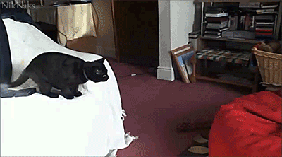 Кот прыгает в кресло-мешок