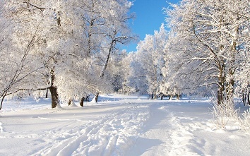 Сочинение деревья в снегу