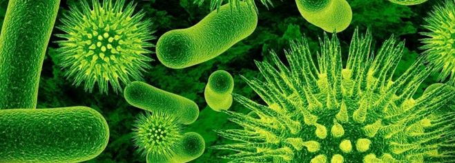 вирусы, микробы и болезнетворные бактерии