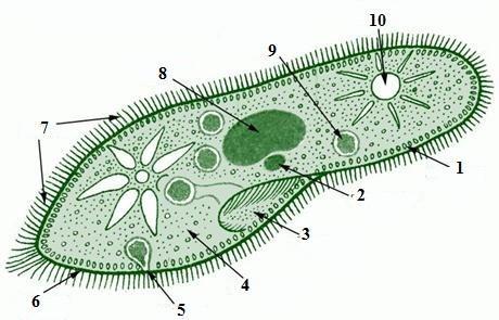 Морфология гельминтов рисунки