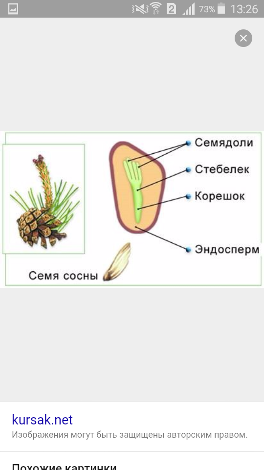 Строение семени сосны. Строение семени сосны обыкновенной рисунок. Строение семени сосны обыкновенной. Семя сосны рисунок. Семя сосны обыкновенной рисунок.