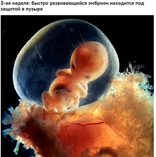 8-я неделя развития эмбриона