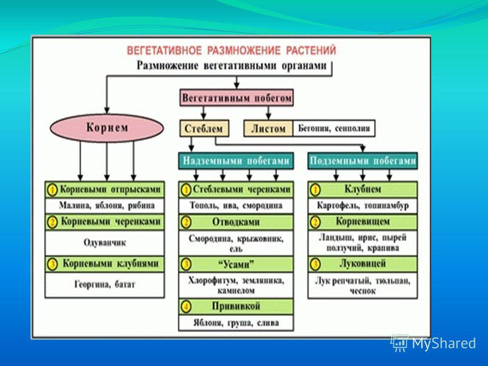 Как называется способ вегетативного размножения растений изображенный на рисунке