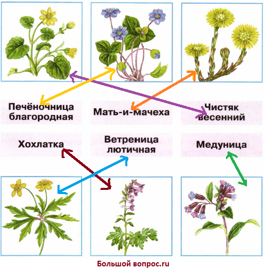 Растения названия 2 класс