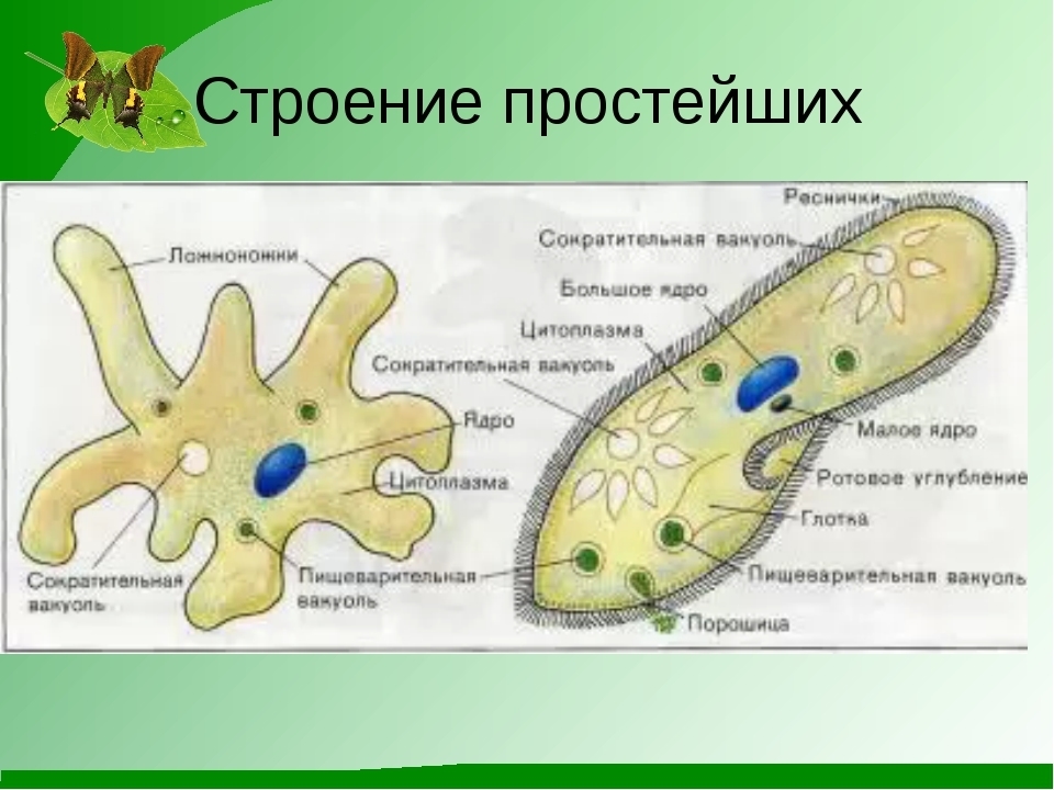 Рассмотрите представленные изображения простейших и назовите их