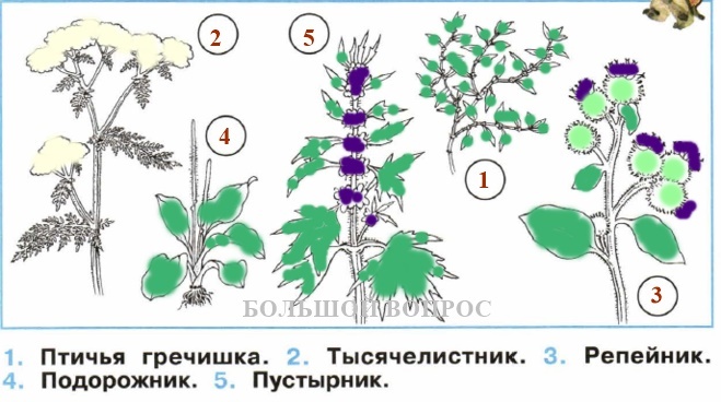 Пустырник рассказ для 2 класса окружающий мир