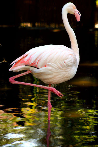 фламинго на одной лапе, почему не падает фламинго