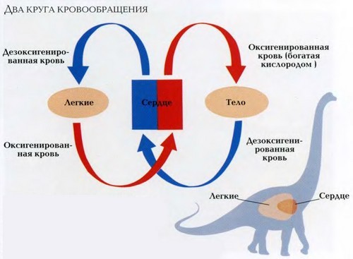 какое сердце у динозавров