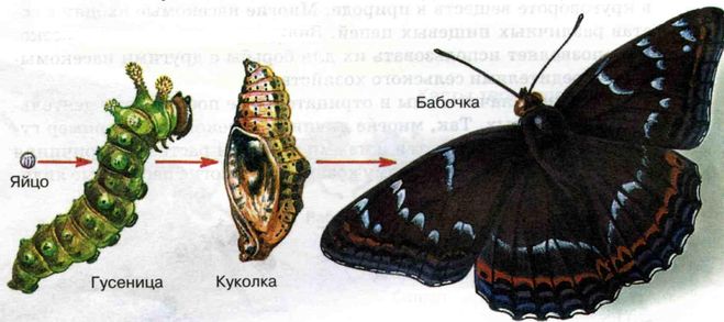 этапы развития бабочки