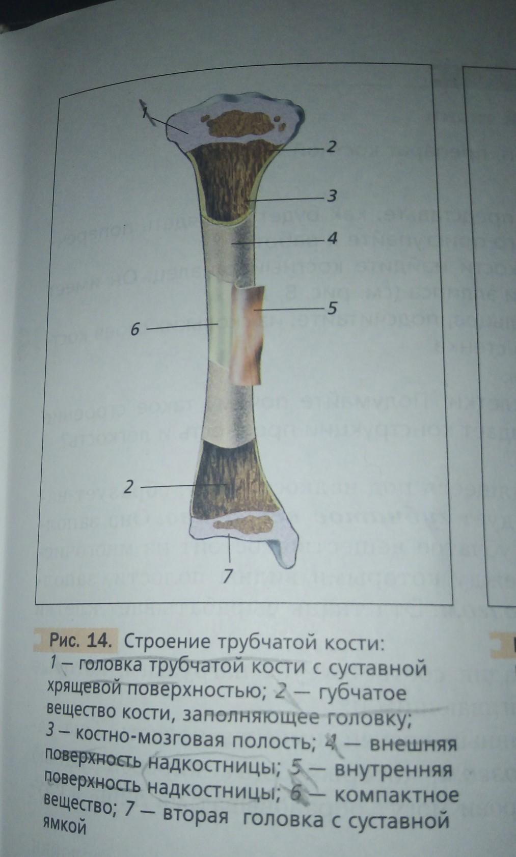 Рассмотрите кости. Строение трубчатой кости биология. Рис строение трубчатой кости. Схема строения трубчатой кости 8 класс. Рис 14 строение трубчатой кости.