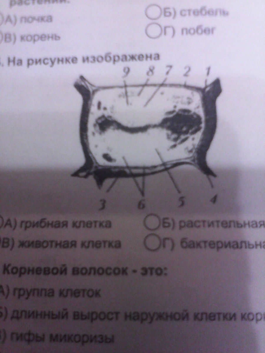 На рисунке изображена клетка в разные периоды времени какое