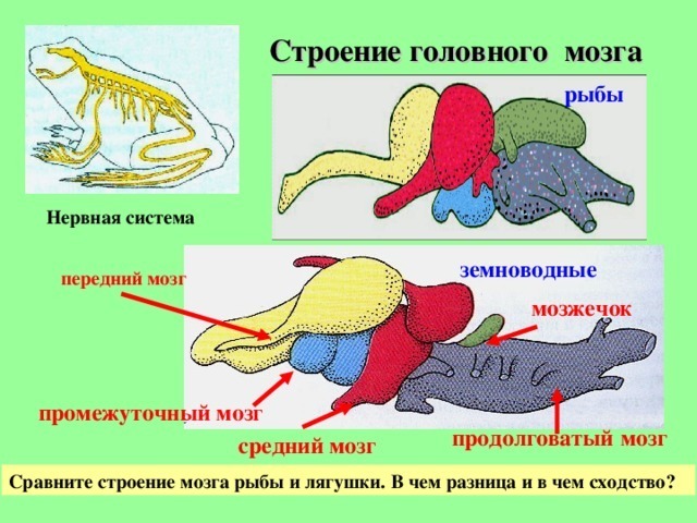 К какому классу относят животных строение головного мозга которых показано на рисунке 3 костные рыбы