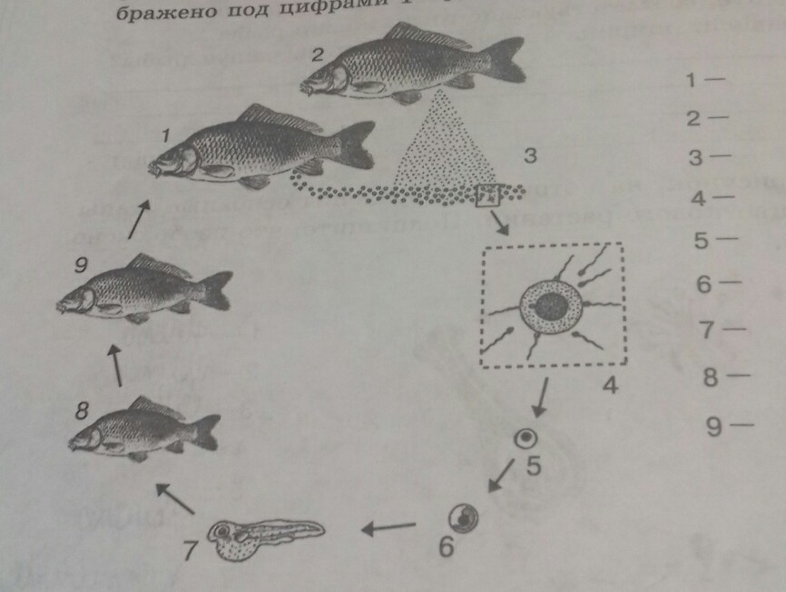 На рисунке изображен пример иллюстрирующий присущее. Схема развития рыбы. Цикл развития рыб. Стадии развития рыбы. Основные этапы роста и развития рыбы.