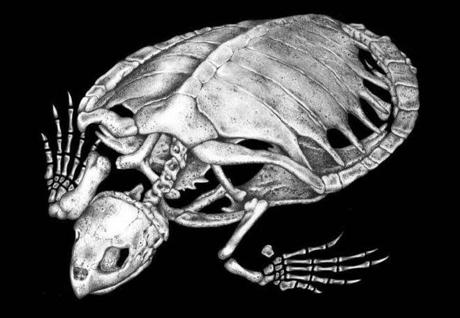 Скелет черепахи