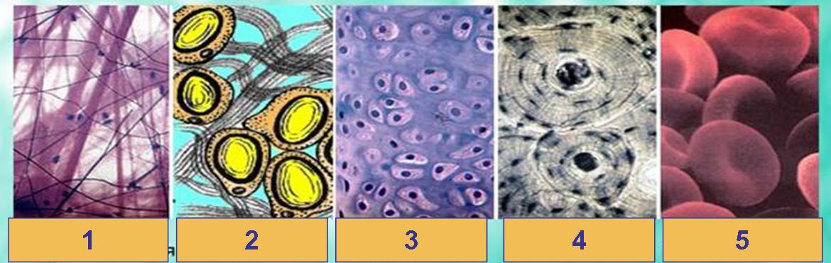 Клетки тканей человека. Соединительная ткань человека под микроскопом. Ткани животных под микроскопом. Виды соединительной ткани под микроскопом. Тканевая жидкость под микроскопом.