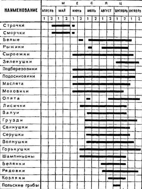 грибной календарь сбора грибов