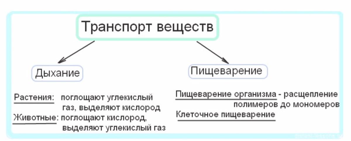 Дыхание транспорт веществ