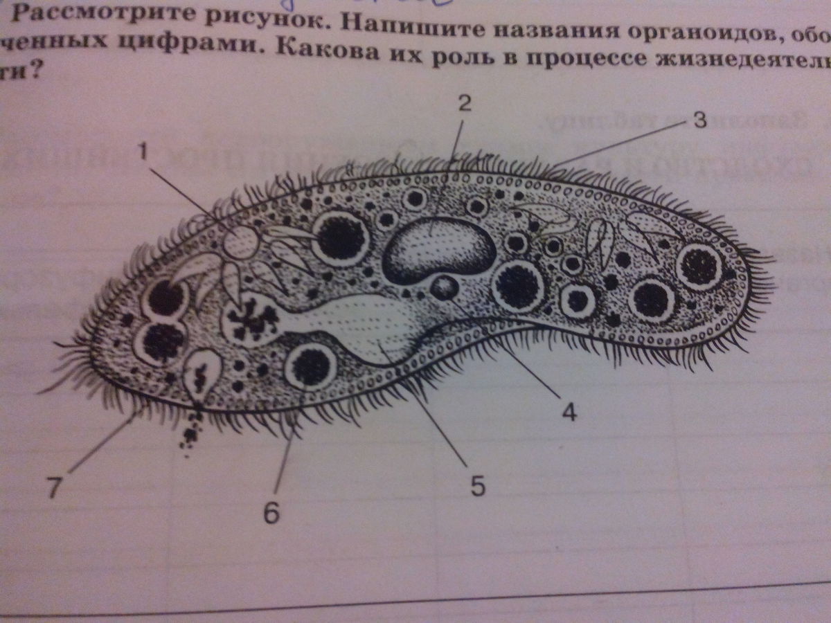 Запиши цифру которой эта органелла обозначена на рисунке