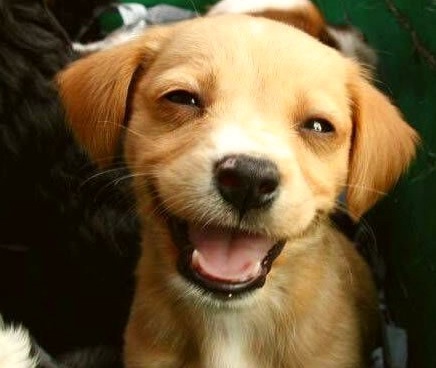 улыбающаяся собака