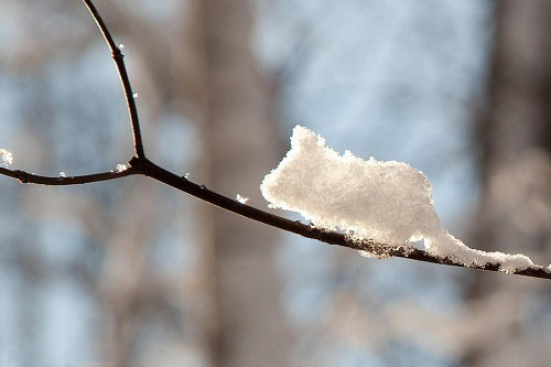 фотография мышь из снега Michael Lishansky (2012)