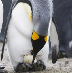 яйца пингвинов, кладка императорского пингвина