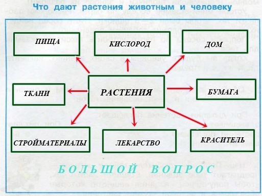 Составьте схему окружающий мир