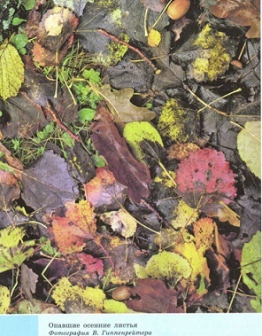 Гиппенрейтер Сухие опавшие листья сочинение описание 5 класс