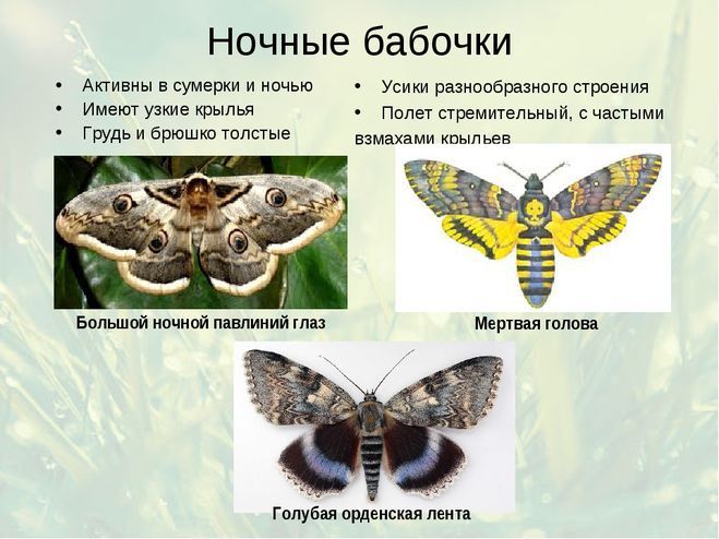 Рассказ про бабочек для 2 класса по окружающему миру