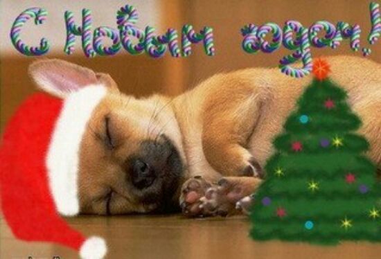 поздравляем всех друзей с наступающим новым годом собаки поздравления в стихах СМС о новом годе с собакой