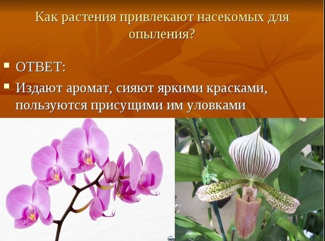 Что скорее привлекает ночных насекомых-опылителей?