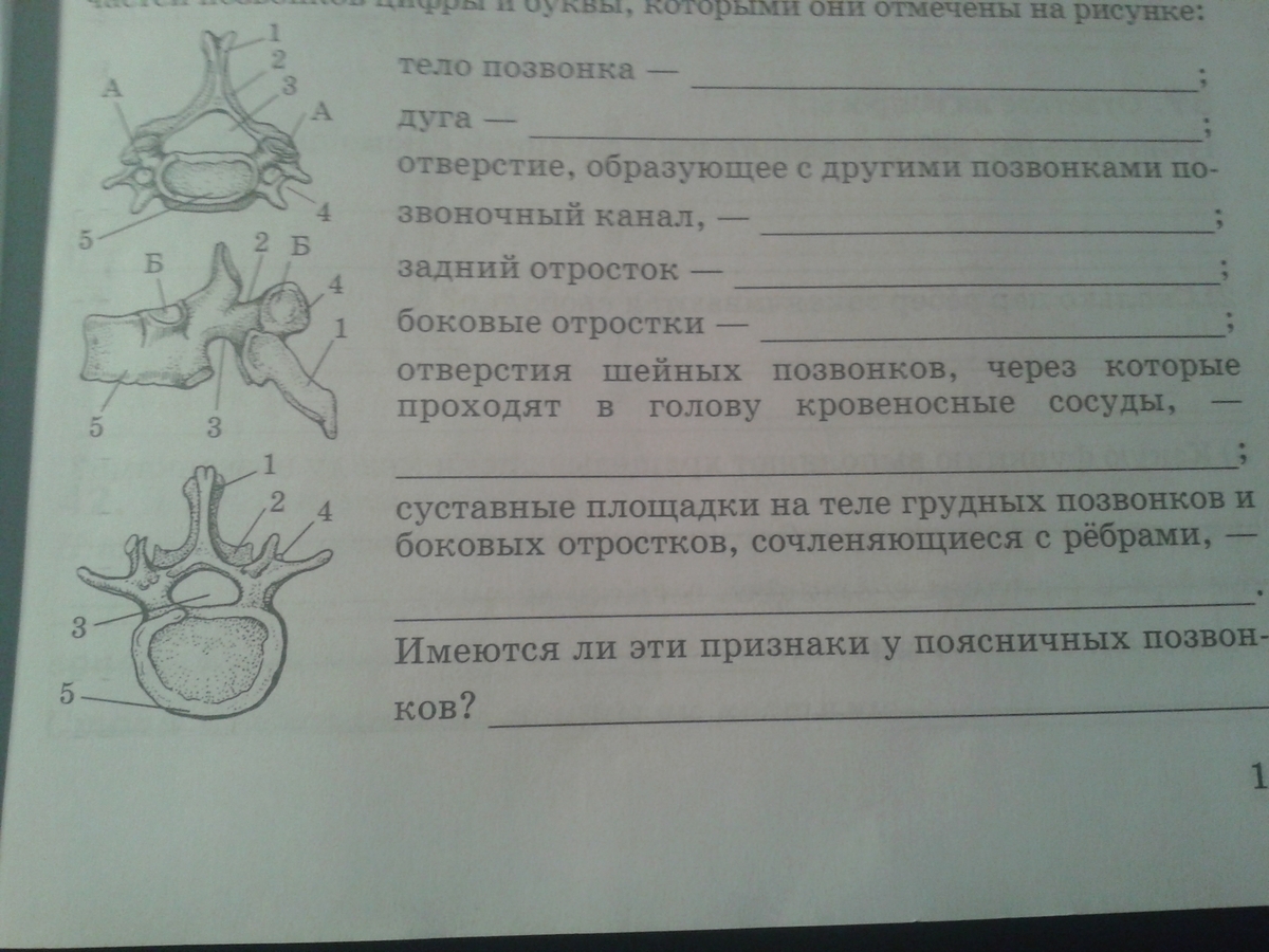 Они отмечены. Шейный грудной поясничный позвонки на рисунке изображены. Назовите части позвонка обозначенные цифрами. Общие признаки шейного, грудного и поясничного позвонков. Впишите рядом приведённые ниже названия частей позвонков.