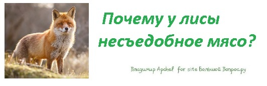 Почему у лисы несъедобное мясо?