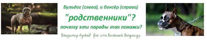 У бульдога и боксёра один общий предок , почему похожи бульдог и боксер