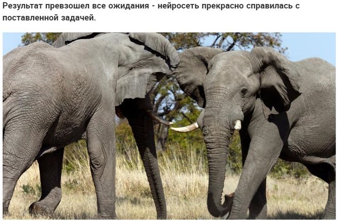 Слоны в заповеднике