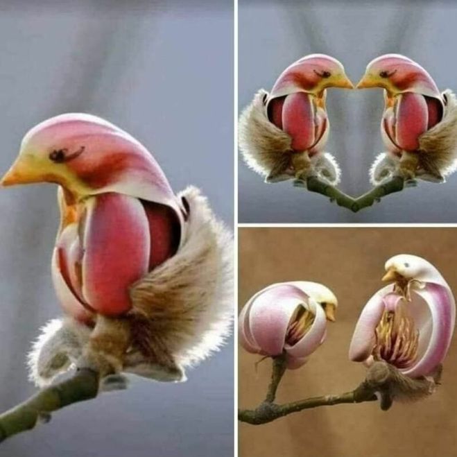 Редкий необычный цветок