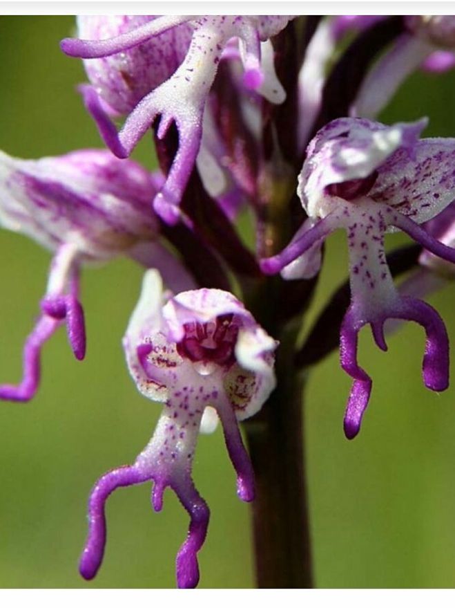 Редкая орхидея