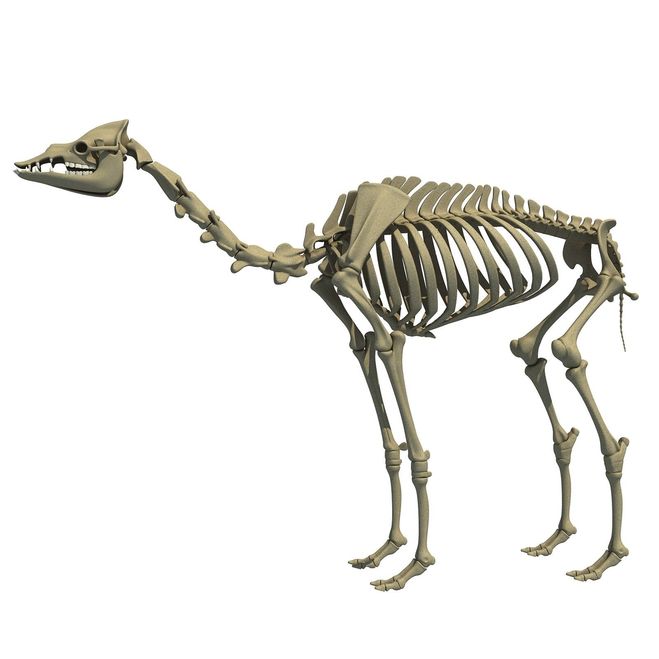 скелет верблюда