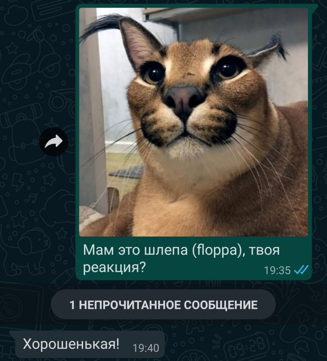 Кота блопу