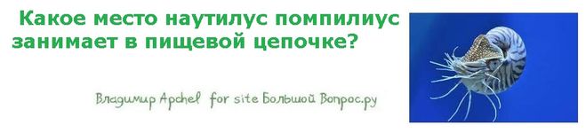 Какое место наутилус помпилиус занимает в пищевой цепочке?