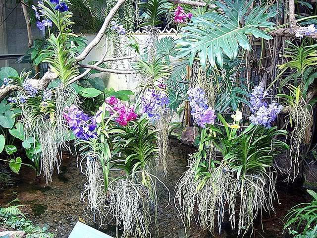 воздушные корни у комнатных растений