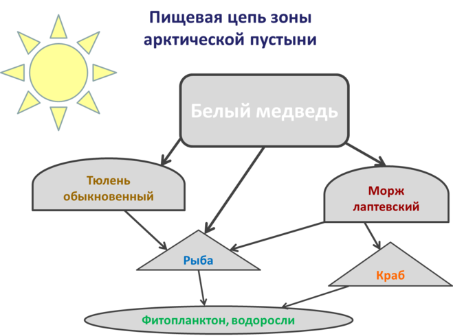 Внимательно рассмотрите рисунок сеть питания на медвежьих островах в арктике