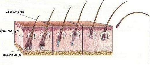 схема строения ресниц