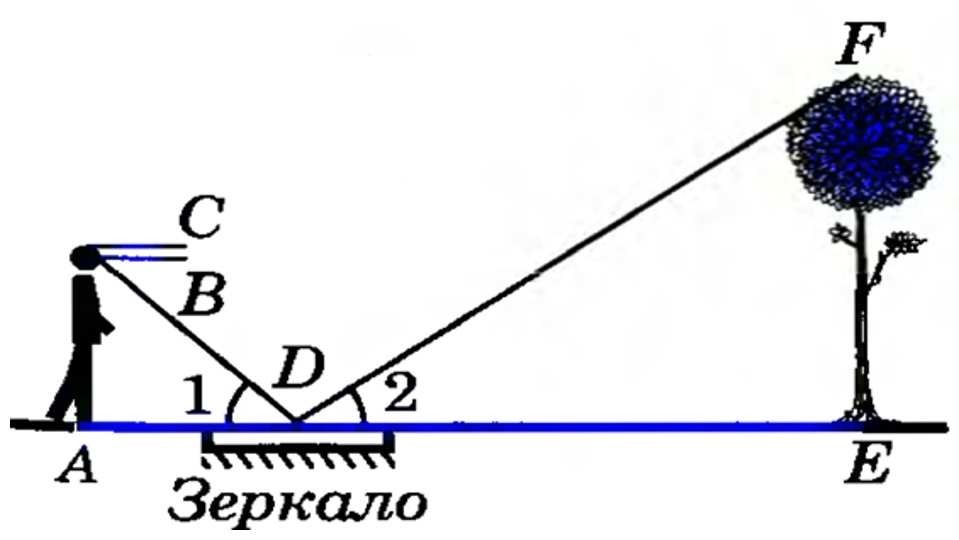 Для определения высоты дерева можно использовать зеркало так показано на рисунке 203 как