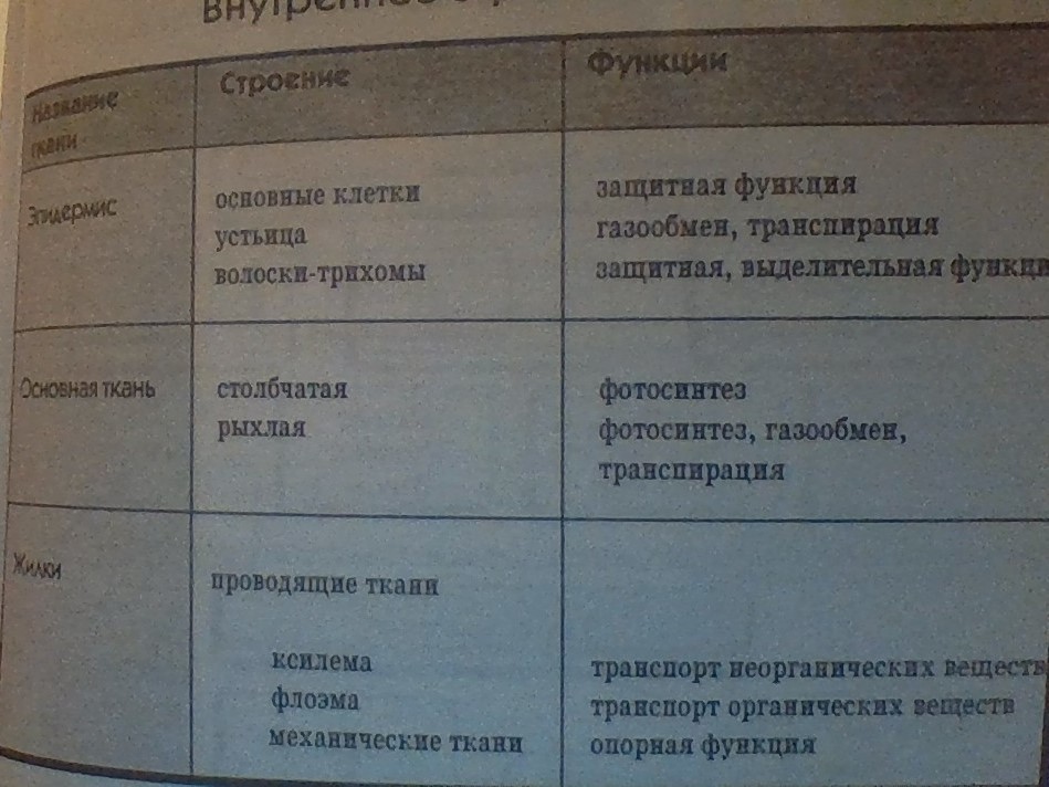 Строение листа 6 класс биология таблица. Таблица ткани листа 6 класс биология. Клеточное строение листа таблица. Функции листа таблица. Таблица структура листа.