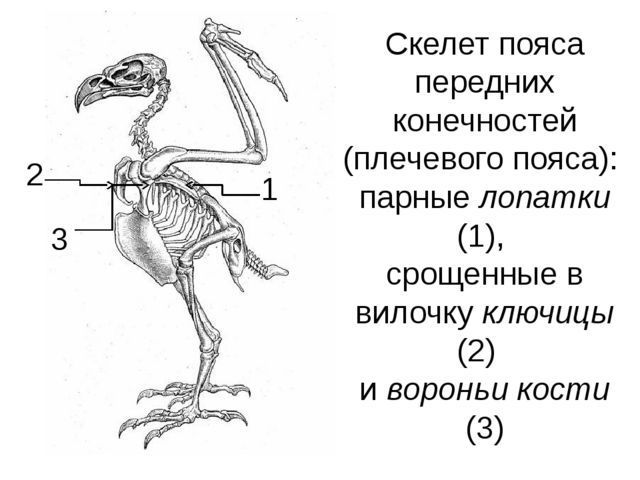 Скелет пояса задних конечностей птиц. Скелет птицы пояс передних конечностей. Кости пояса передних конечностей у птиц. Кости пояса верхних конечностей птицы. Скелет плечевого пояса птицы.