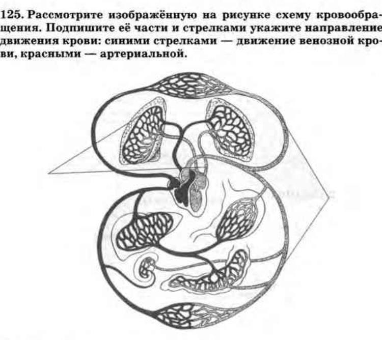 Рассмотрите изображенную на рисунке схему. Рассмотрите схему кровообращения. Рассмотрите изображенную на рисунке схему кровообращения. Рассмотрите изображенную на рис схему кровообращения. Стрелками укажите движения крови.