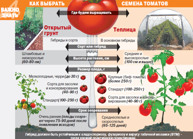 когда сажать томаты помидоры на рассаду