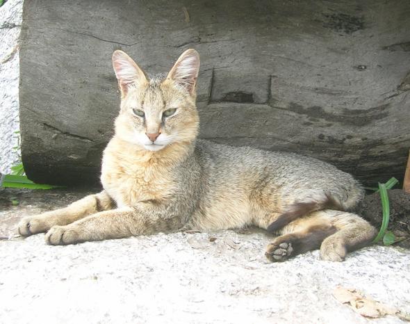 Камышовый кот, хаус, камышовая кошка, болотная рысь (лат. Felis chaus)